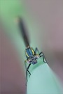 Junge Adonislibelle (Pyrrhosoma nymphula) II
