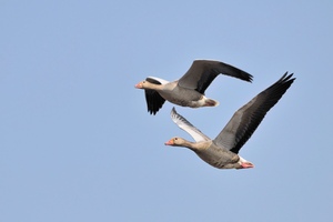 Graugänse im Anflug