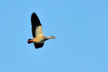 Nilgans