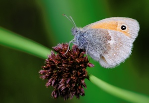 Wiesenvögelchen