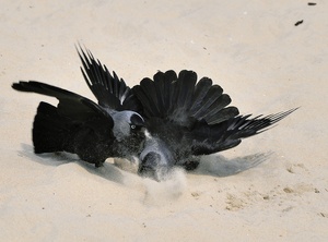 Kopf in den Sand!