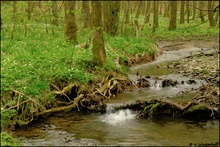 ~Frühling Im Auwald~