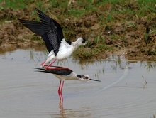 Die Liebe der Stelzenläufer..(2).(Himantopus Himantopus)