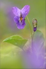 Veilchen(viola odorata)