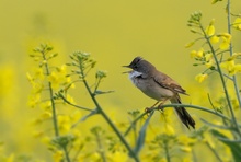 Dorngrasmücke (Sylvia Communis)