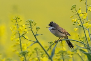 Dorngrasmücke (Sylvia Communis)