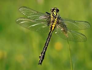 Die Gemeine Keiljungfer (Gomphus vulgatissimus)