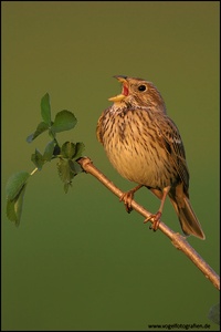 Grauammer Corn Bunting