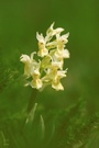 Holunderknabenkraut (Dactylorhiza sambucina)