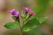 Dunkles Lungenkraut (Pulmonaria obscura) ?