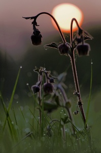 Frühlingsmorgen in der Feuchtwiese