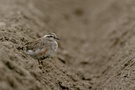 Die Saga vom Vogel in der Hand