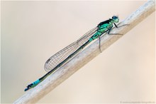 Hauben-Azurjungfer (Coenagrion armatum)