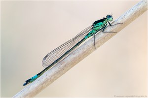 Hauben-Azurjungfer (Coenagrion armatum)