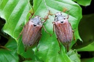 Feldmaikäfer (Melolontha melolontha) Hand in Hand