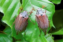 Feldmaikäfer (Melolontha melolontha) Hand in Hand