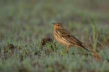 „Anthus Cervinus“