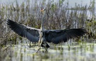 Graureiher, Fischreiher ( Ardea cinerea)