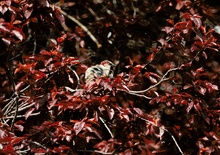 Spatz im rotem Blättermeer