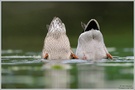 Upside down - Stockente (Anas platyrhynchos)