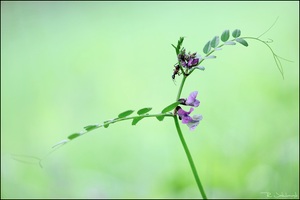 Ameise auf der Wicke
