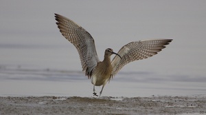 Brachvogel