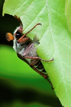 fressender Feldmaikäfer (Melolontha melolontha)