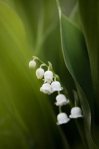 Convallaria majalis