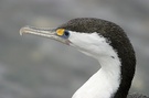 Kormoran