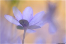 ~Gesellig~ Leberblümchen (Hepatica nobilis)