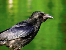 Saatkrähe (Corvus frugilegus)