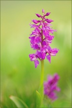 Orchis mascula