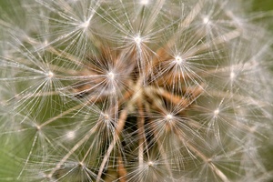 Löwenzahn (Taraxacum)