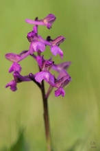 Kleines Knabenkraut (Orchis morio)