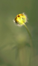 Sonne -> Butter
