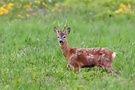 Rehbock im Haarwechsel