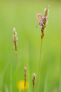 Lycaena tityrus