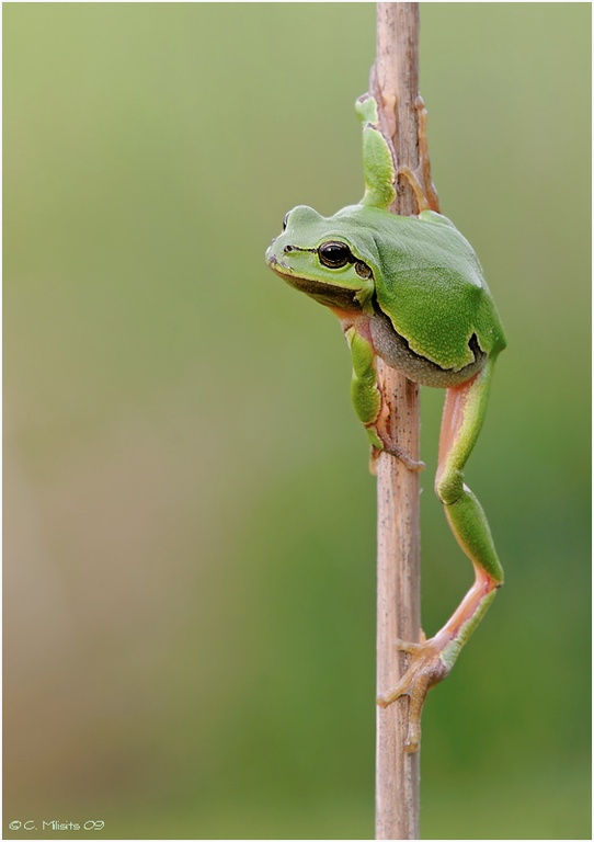 Stretching ....