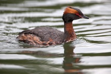 Ohrentaucher - (Podiceps auritus)