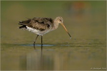 Uferschnepfe (Limosa limosa)