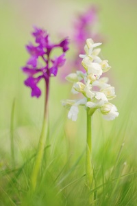 Anacamptis morio