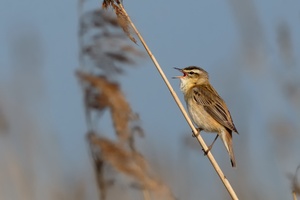 Schilfrohrkrawallo II