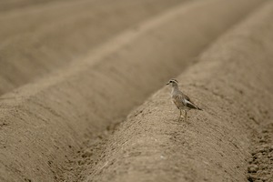 Allein auf dem Feld...