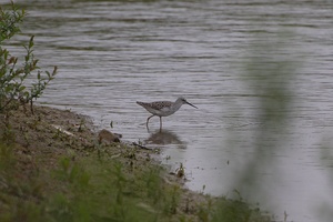 Teichwasserläufer