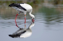 Weißstorch (Ciconia ciconia) bei der Nahrungssuche