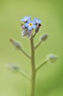 Vergissmeinnicht (Myosotis)