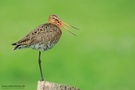 Uferschnepfe (Limosa limosa)