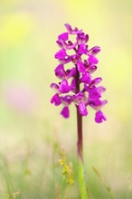 Anacamptis morio