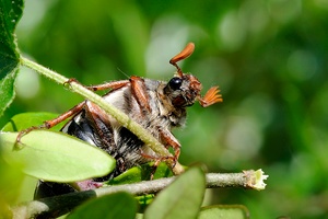 Gestatten Käfer, Maikäfer