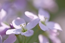 Wiesen-Schaumkraut (Cardamine pratensis)